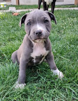 Šteniatka - Americký stafordšírsky teriér (Amstaff, Staford) - 2