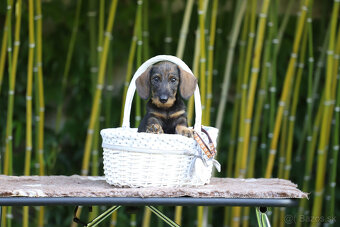 Jazvečík hrubosrstý trpasličí - králičí s PP - 2