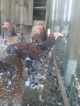 Brahma porcelanova - 2