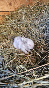 Zakrslý  zajačik - 2