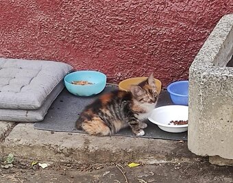 Darujeme toto prekrásne mačiatko - 2