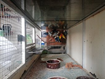 Agapornis Fisher - 2