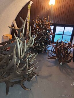 Predám parohy/zhody - 2