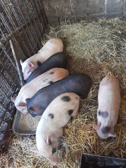 Vietnamske prasiatka - 2