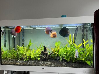 Juwel rio 350 led - 2