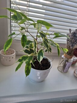 Fikus Benjamin panasovany 30 cm - 2