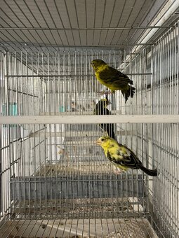 Kanárik sírovo žltý - 2