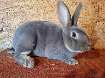 Slovenský sivomodry rex - 2