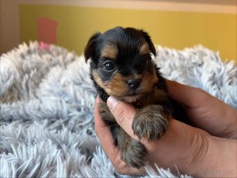 Yorkshire terrier - 2