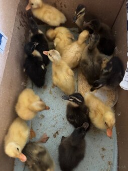 Násadové vajíčka indických bežcov - 2