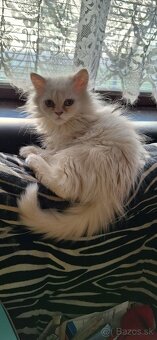 Perzske mačiatka - 2