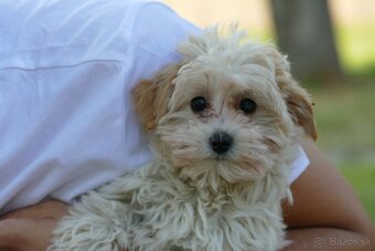 Maltipoo - 2