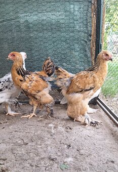Predám 8 Týždňové Brahmanky - 2