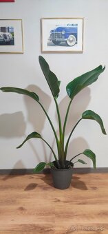 Strelicia nicolay 130cm - 2