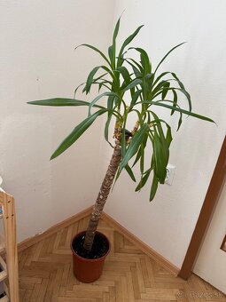 Juka - Yucca gigantea - 2