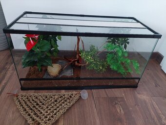 Pagekón riasnaty - 2