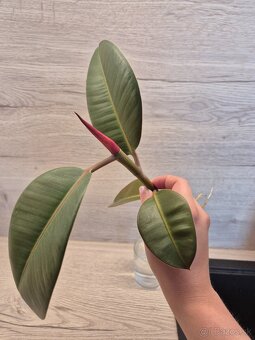 Ficus elastica "Robusta" - kaučukovník 🌱 - 2