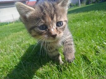 Darujem máciatka 😺 - 2