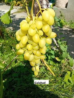 Predám kontajnerované sadenice viniča v ponuke cez 30 odrôd - 2