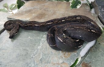 Boa imperator - Anery, Motley, IMG 50% het Sharp Albino - 2