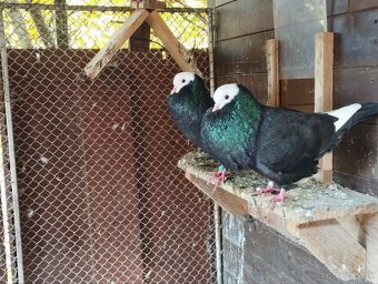 Slovenský hrvoliak čierny a žlty - 2