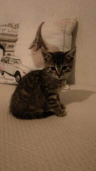 Darujeme mačiatka - 2