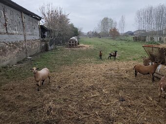 Gravidne kamerunske ovce - 2