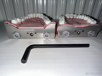 BioVoxel Typodont Čelusť - 2