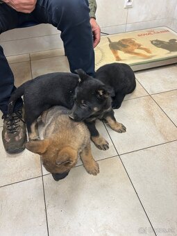 Nemecký ovčiak - štenatá - 2