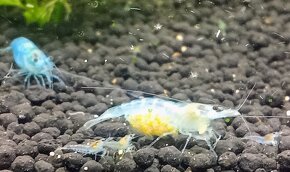 Krevetky Neocardina davidi Blue Jelly - 2