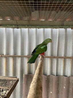 Papagáj kráľovský - 2