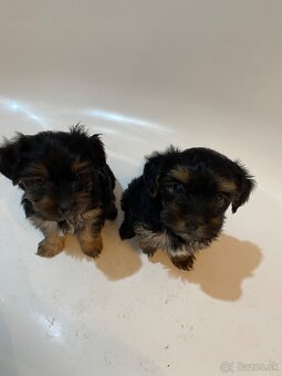 Yorkshirsky terier - 2