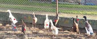 Predám indické bežce - 2