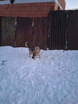 Predám česko slovenský vlčiak - 2