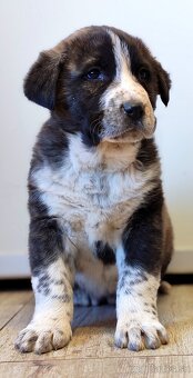 Stredoazijsky ovčiak - 2