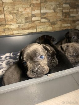 Francúzsky buldoček & Americký buldoček - 2