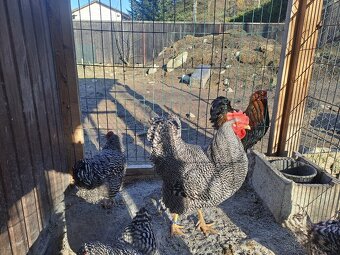 Amroks - násadové vajcia - 2