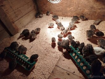 Japonské prepelice - 2