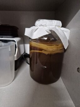 Scoby huba - kombucha - 2