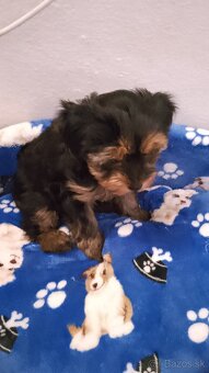 Yorkshire terrier - 2