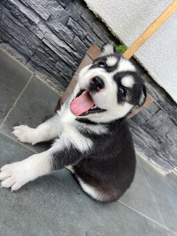 Sibirsky husky - 2