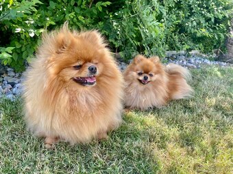 Prodám fenku pomeranian FCI - 2