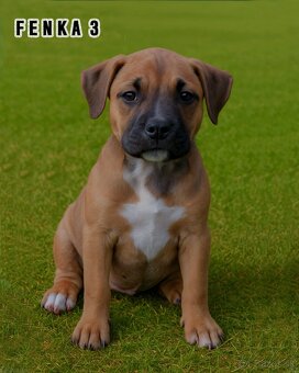 Šteniatka - Americký stafordšírsky teriér (Amstaff, Staford) - 2