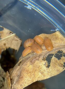 Cubaris Murina "Mandarin" - 2