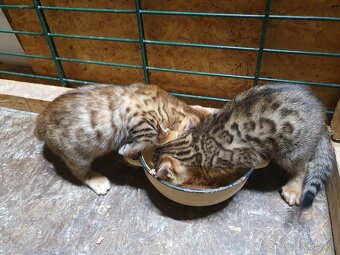 Bengalske maciatka - 2