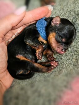 Yorkshire terrier s PP FCI (s preukazom pôvodu/rodokmeňom) - 2