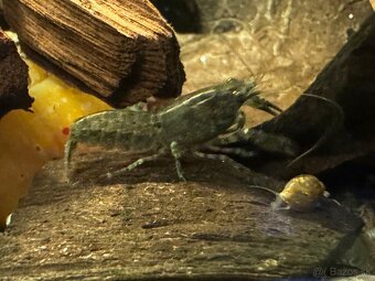 Predám mini ráčikov cambarellus demitus - 2