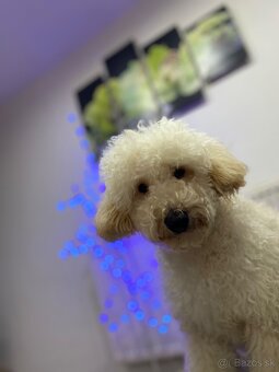 Trpasličí pudel - 2