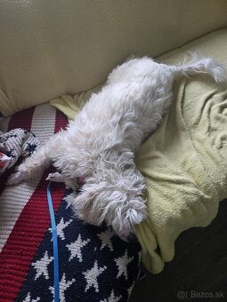 Čínsky chocholatý pes s PP - 2