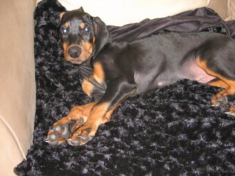 Predam čistokrvných Dobermann šteniatka - 2